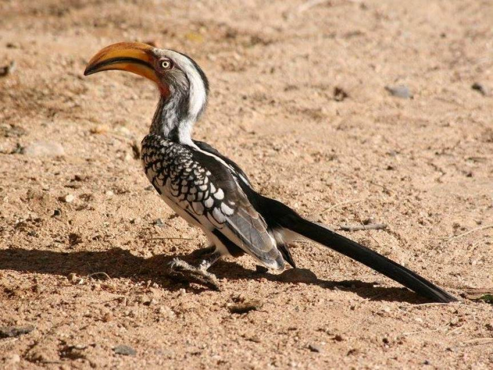 Calao de Namibie