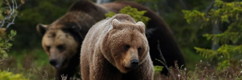 Top foto voor Parcs naturels Europe centrale et du Nord