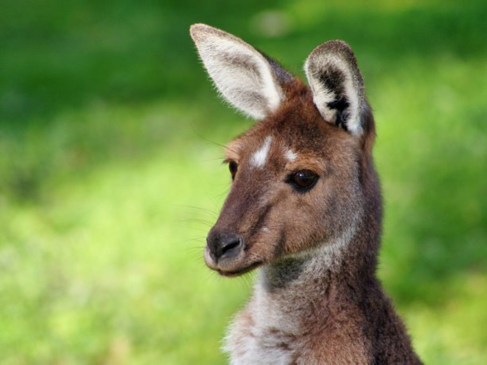 La faune sauvage en Australie