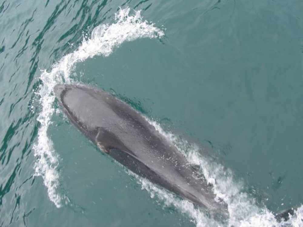 Les dauphins en Nouvelle-Zélande