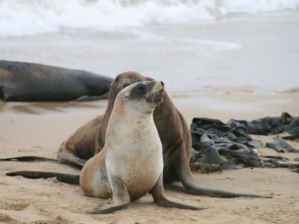 Lions de mer en Nouvelle-Zélande