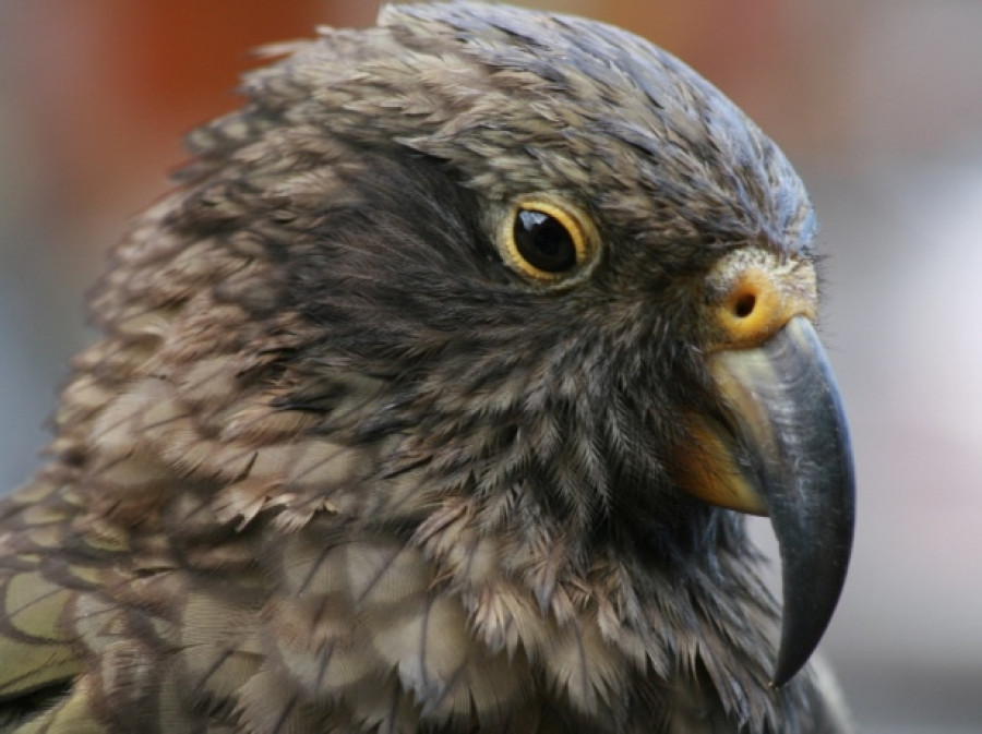 Oiseaux de Nouvelle-Zélande