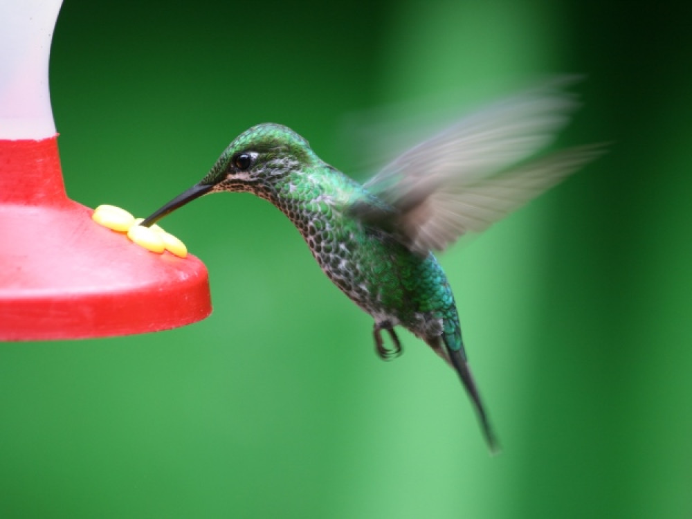 Trochilidé au Costa Rica
