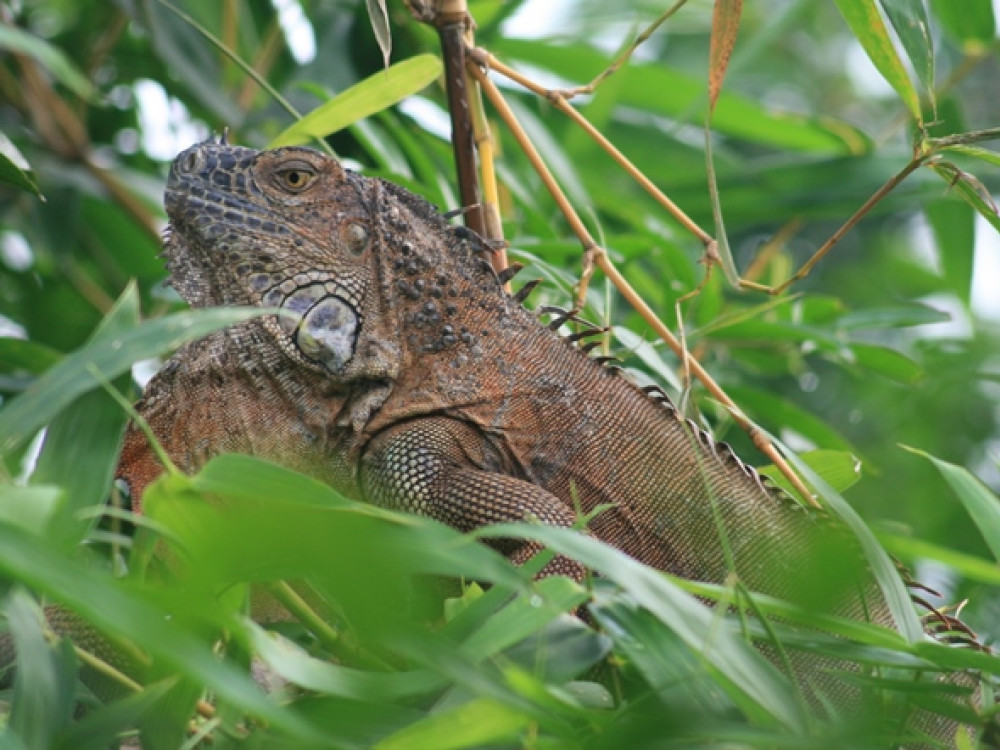 Iguane