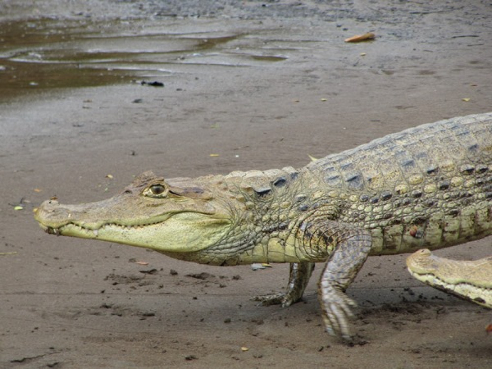 Crocodile