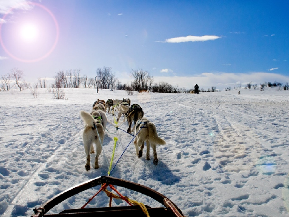 Randonnée en traîneau à chiens en Norvège
