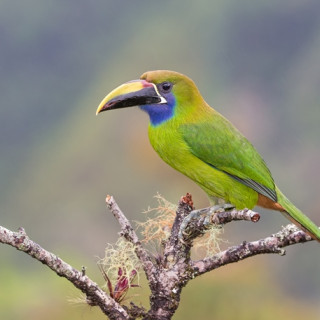 Image pour Animaux au Costa Rica