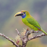 Image pour Animaux au Costa Rica