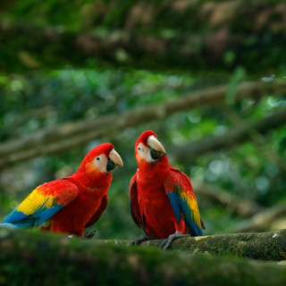 Image pour Les oiseaux du Brésil