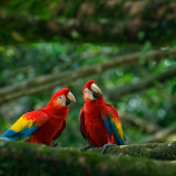 Image pour Les oiseaux du Brésil