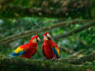 Image pour Les oiseaux du Brésil