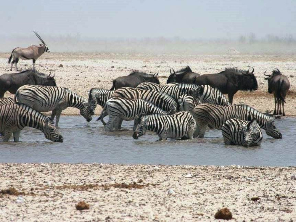Point d'eau à Etosha