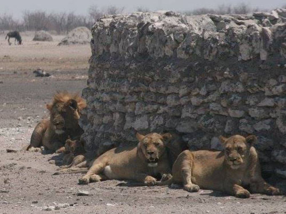 Lions en Namibie