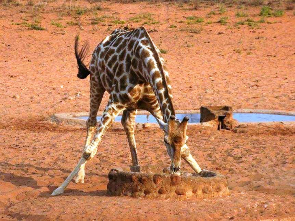 Girafes en Namibie