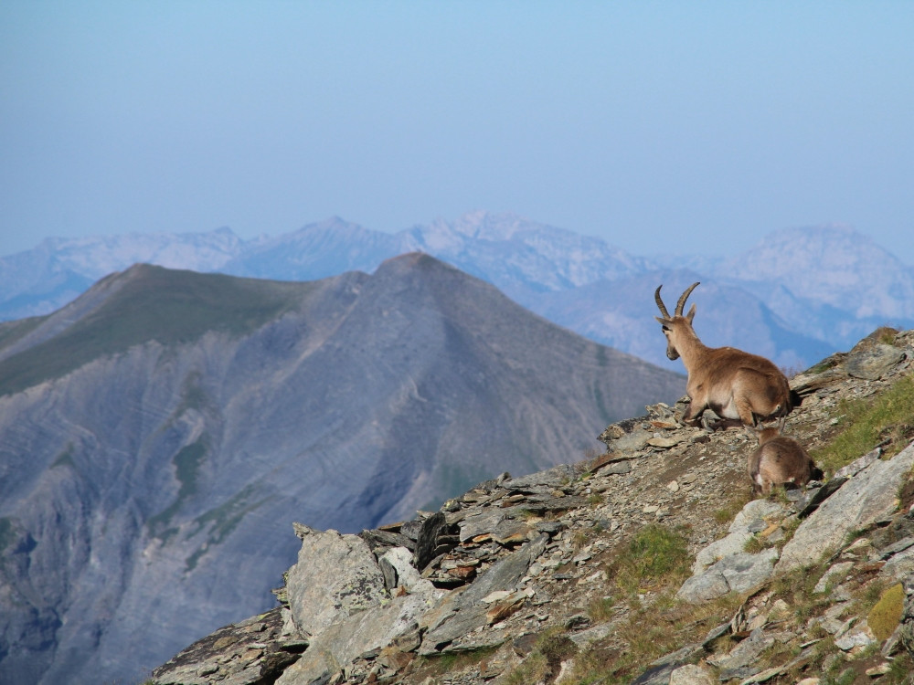 Bouquetins des Alpes