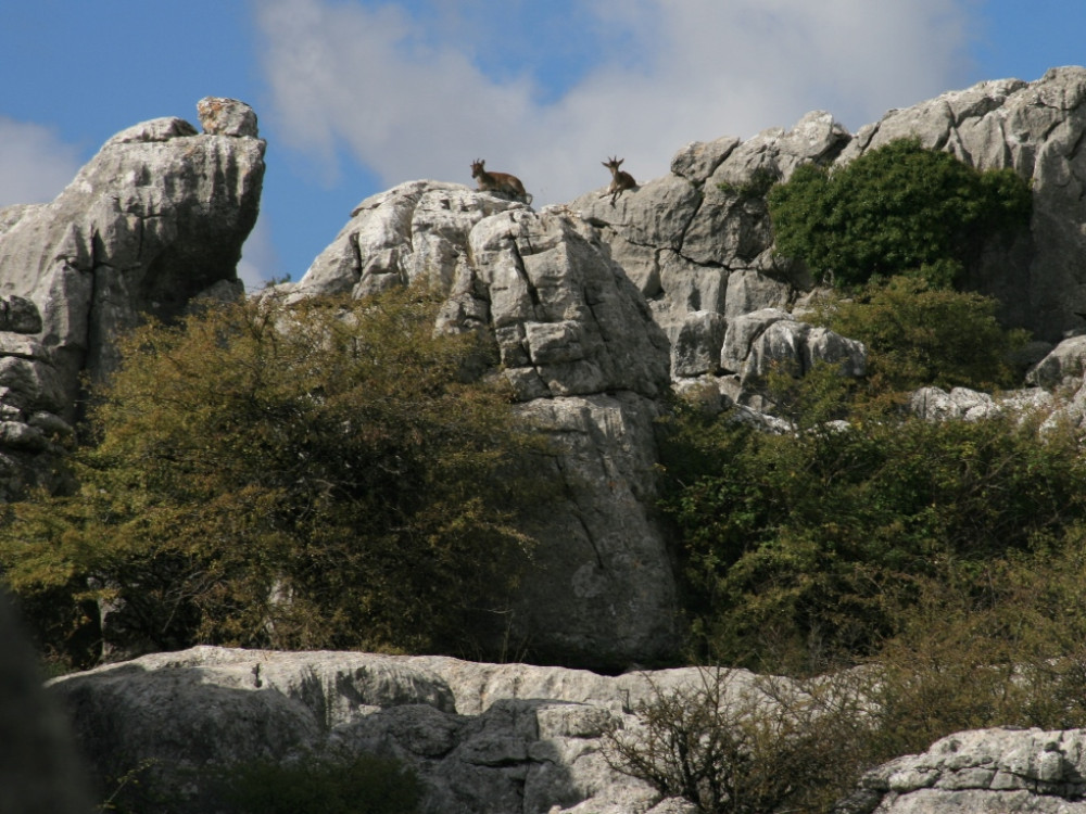 Faune sauvage d'El Torcal