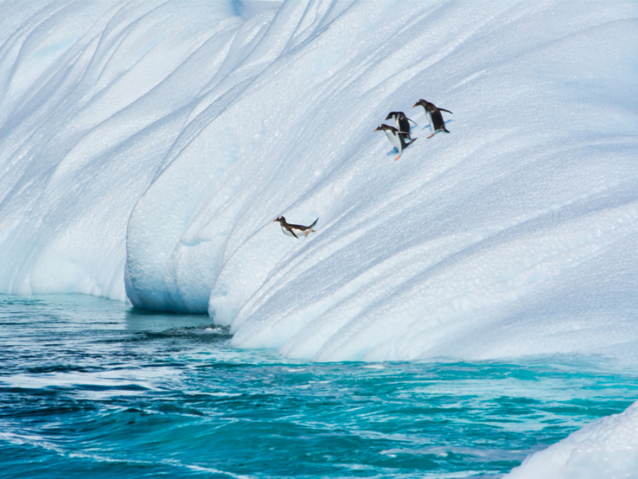 Voyage nature en Antarctique
