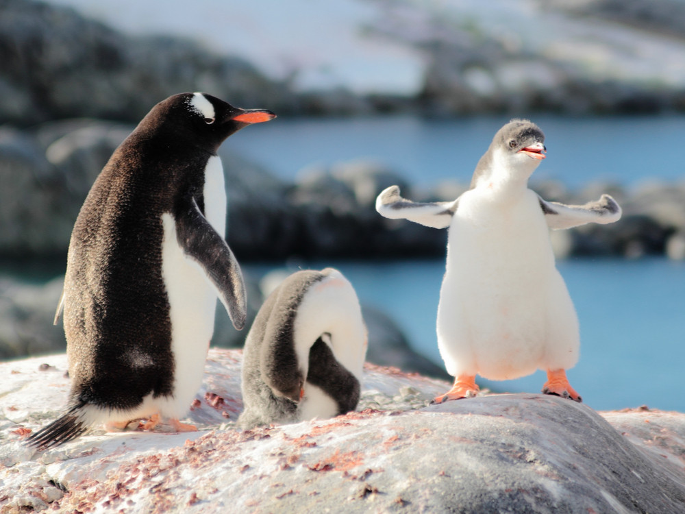 Bienvenue en Antarctique