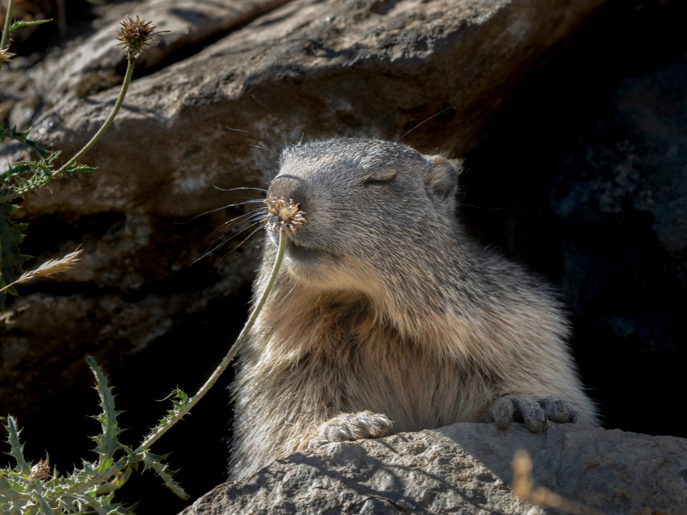 Marmotte des Alpes