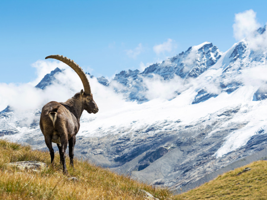 Bouquetin des Alpes Bouquetin des Alpes