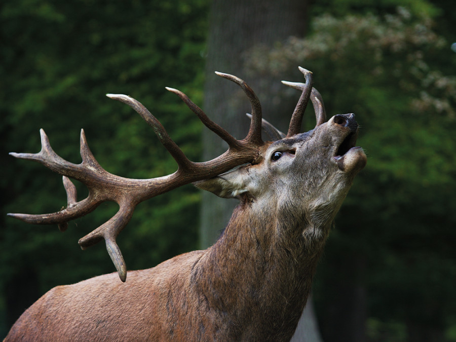 Cerf élaphe dans la forêt Cerf élaphe dans la forêt