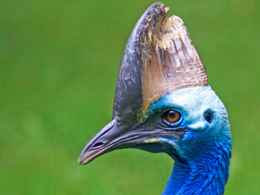 Quels animaux trouve-t-on en Australie ? Quels animaux trouve-t-on en Australie ?