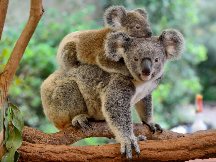 Dieren in Australië Dieren in Australië