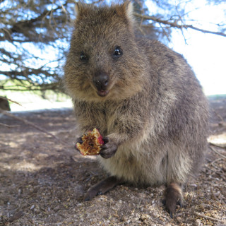 Image pour Les animaux en Australie