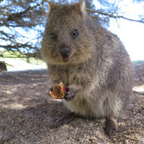 Image pour Les animaux en Australie
