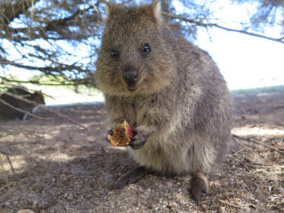 Image pour Les animaux en Australie