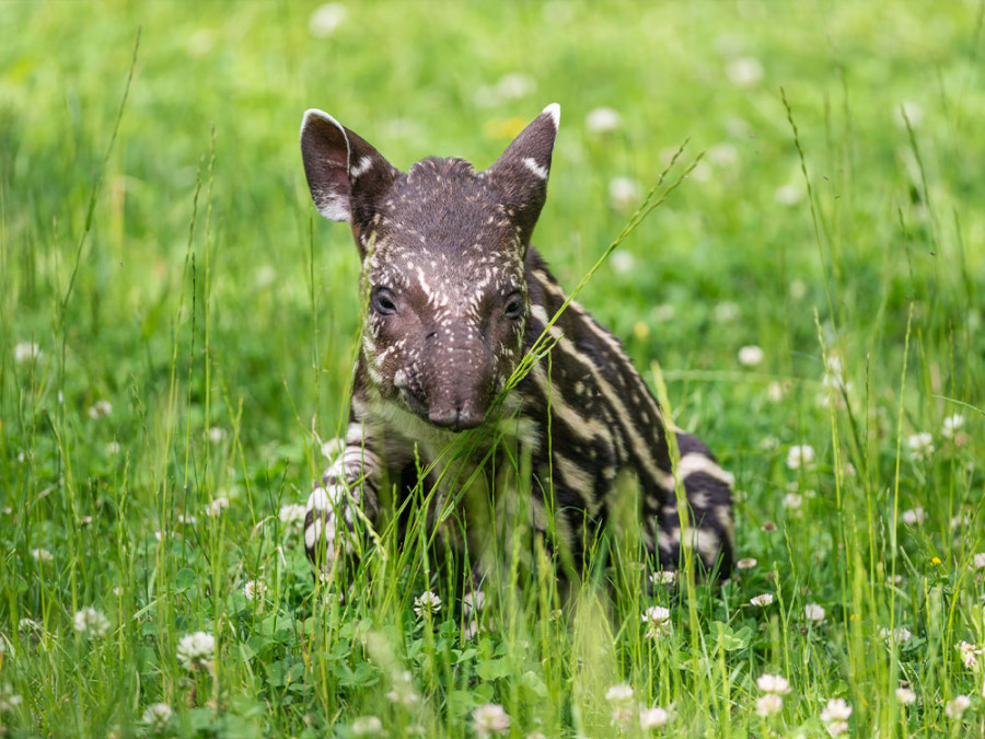 Pelage d'un bébé tapir