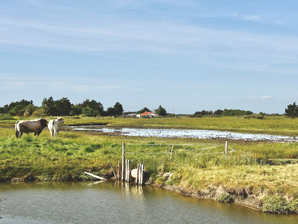 Les environs de Le Daviaud