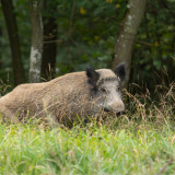 Image pour Animaux dans les Ardennes