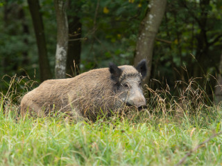 Image pour Animaux dans les Ardennes