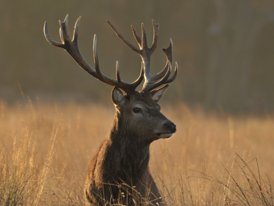 Cerf élaphe Cerf élaphe