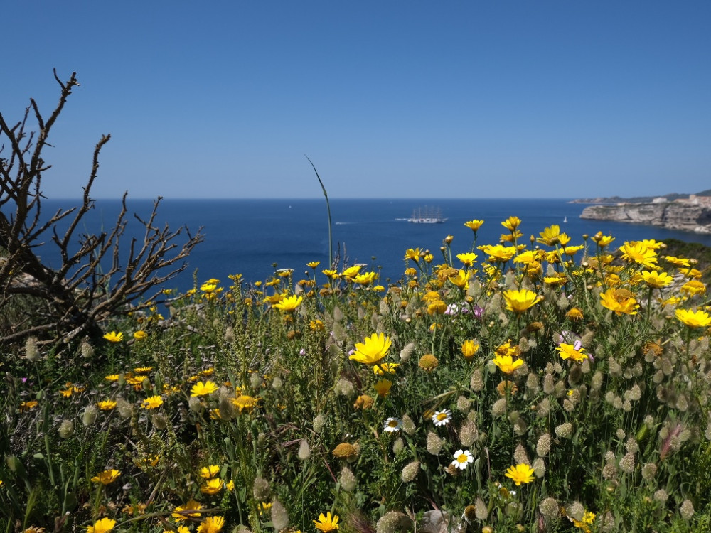 Fleurs et vue