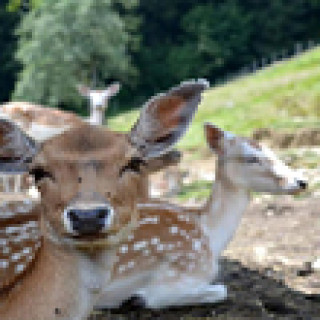 Image pour Booking.com - Ferme dans les Alpes