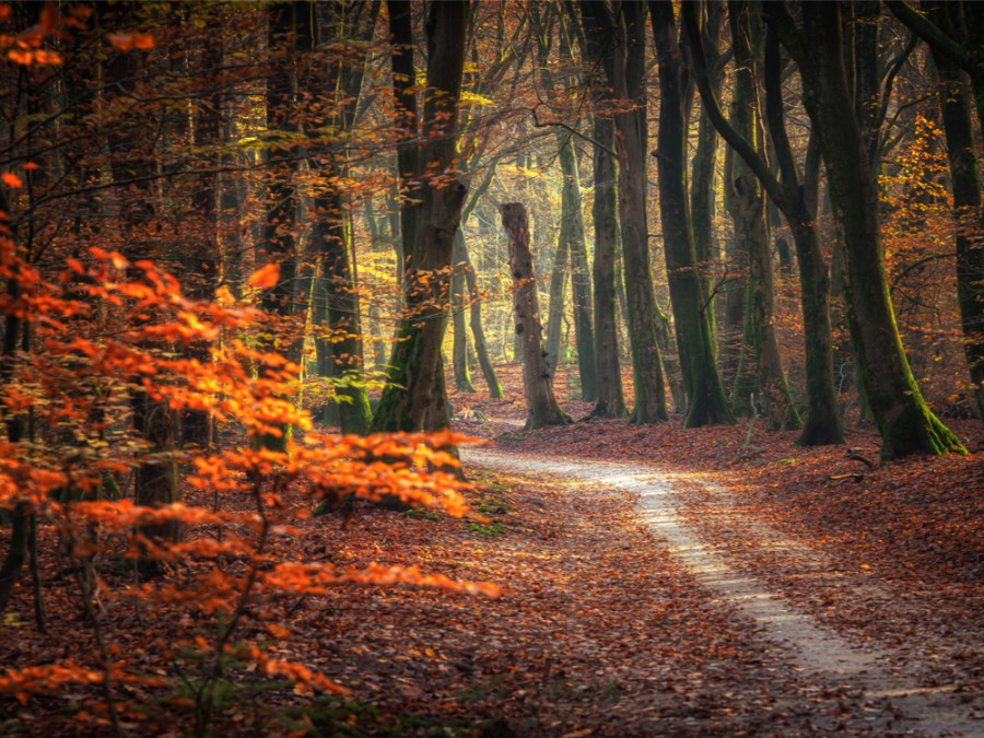 Forêt en automne