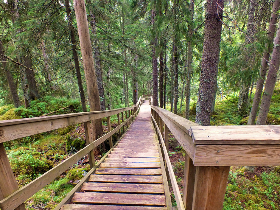 Forêt finlandaise Forêt finlandaise