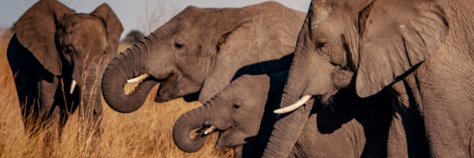 Top foto voor Top 10 de la nature en Afrique