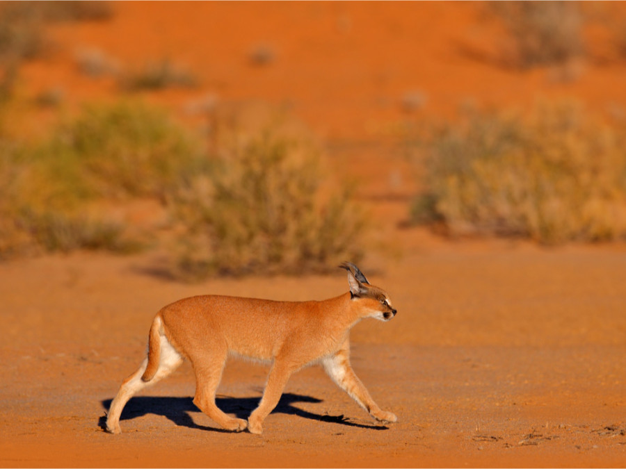 Caracal Kgalagadi