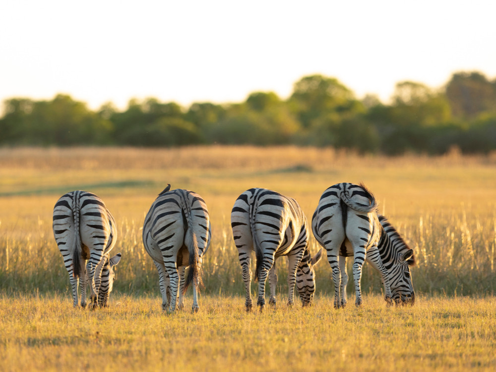 Zebres au Botswana