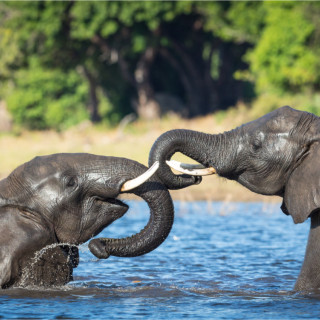 Image pour Botswana