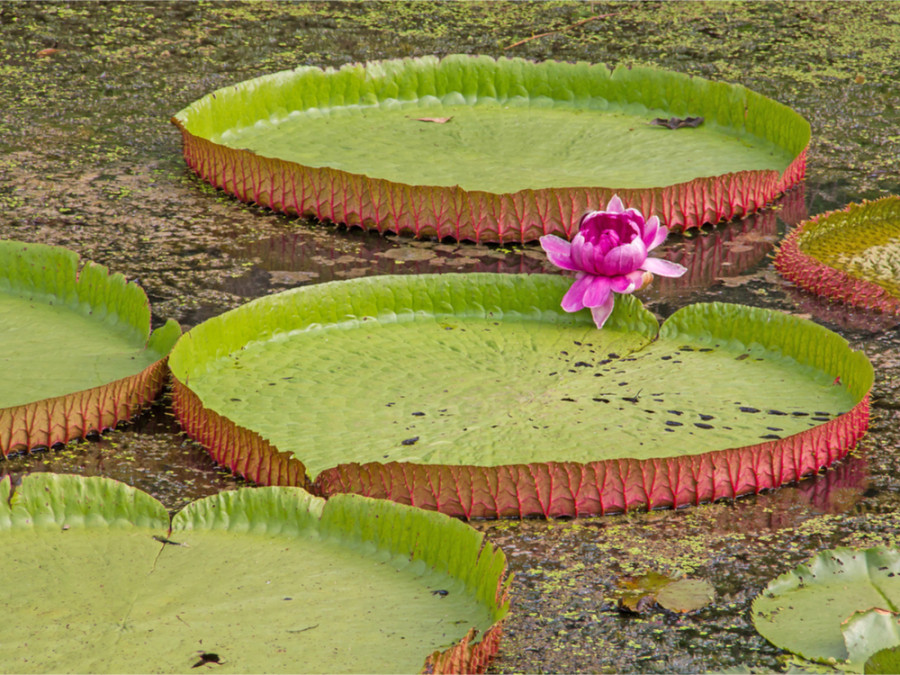 Natuur in de Pantanal Natuur in de Pantanal