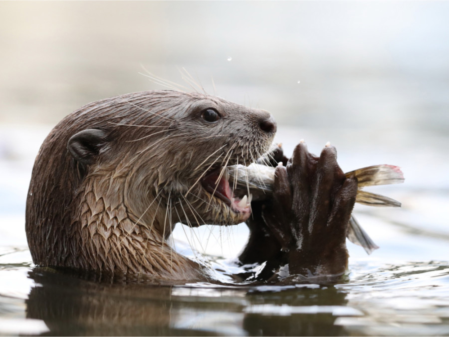 Loutre géante dans le Pantanal Loutre géante dans le Pantanal