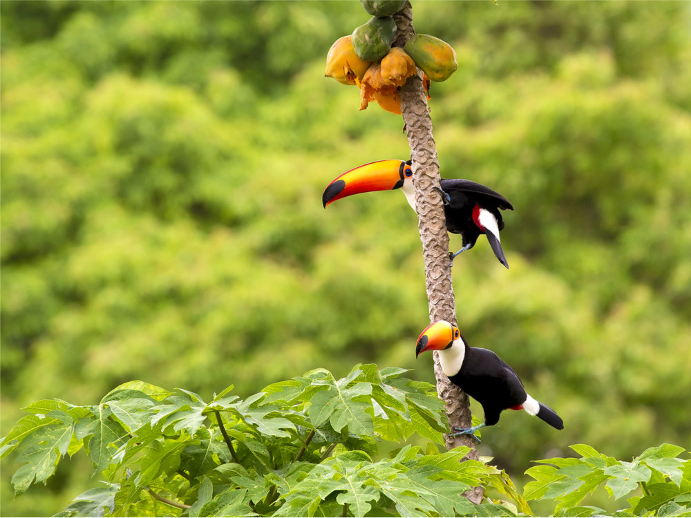 Les toucans au Brésil