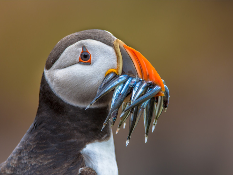 Oiseaux au Canada