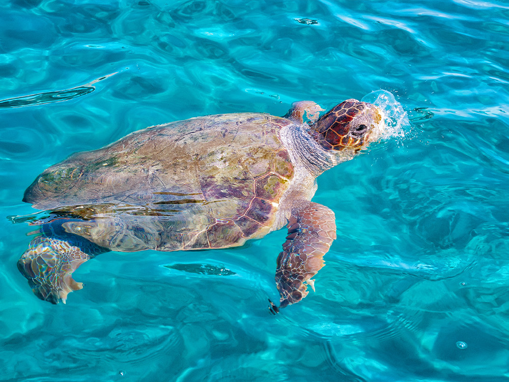 Tortue à Zakynthos