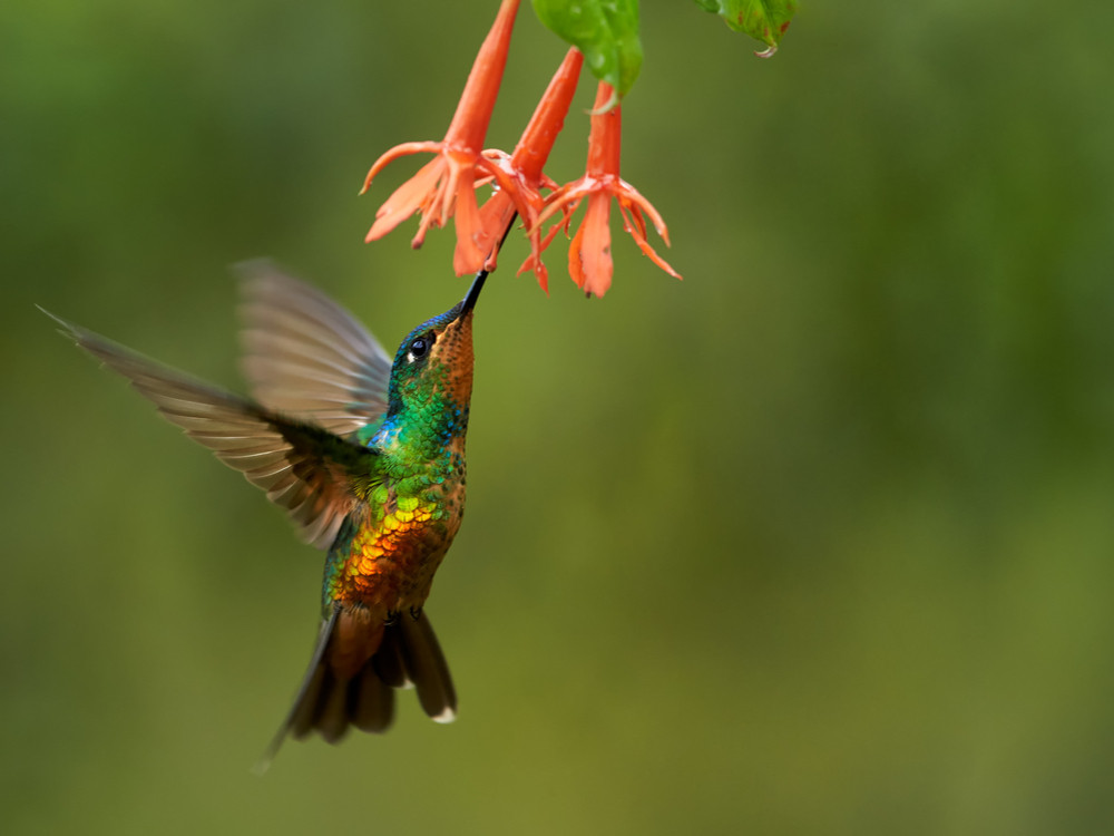 Colibri en Colombie