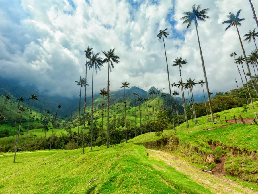 Palmiers de Colombie